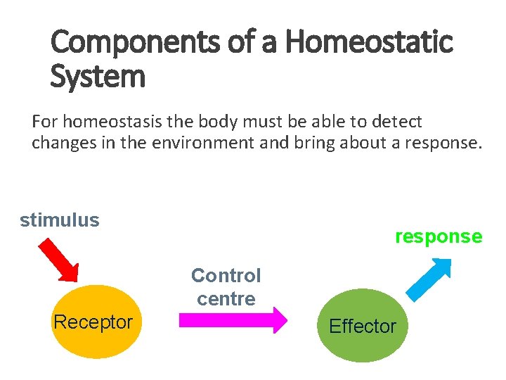 Components of a Homeostatic System For homeostasis the body must be able to detect