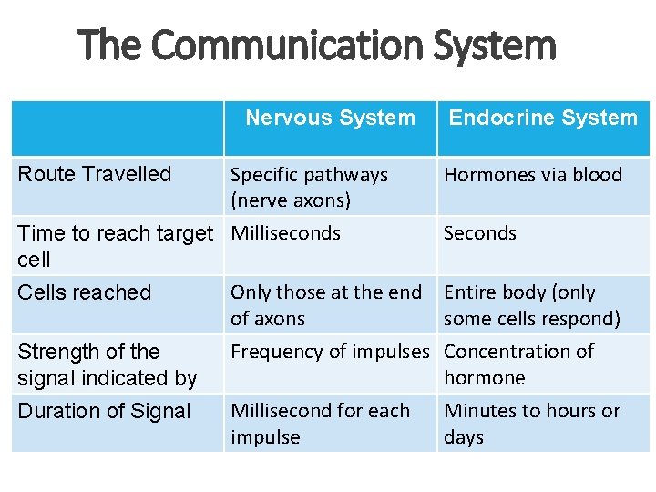 The Communication System Nervous System Route Travelled Specific pathways (nerve axons) Endocrine System Hormones