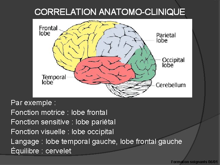 CORRELATION ANATOMO-CLINIQUE Par exemple : Fonction motrice : lobe frontal Fonction sensitive : lobe