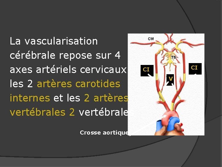 La vascularisation cérébrale repose sur 4 axes artériels cervicaux les 2 artères carotides internes