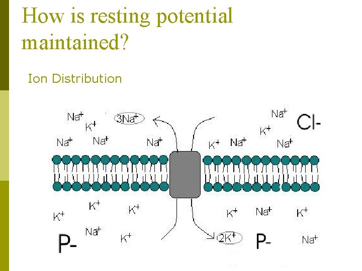 How is resting potential maintained? Ion Distribution 