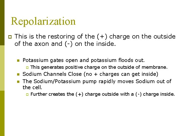 Repolarization p This is the restoring of the (+) charge on the outside of