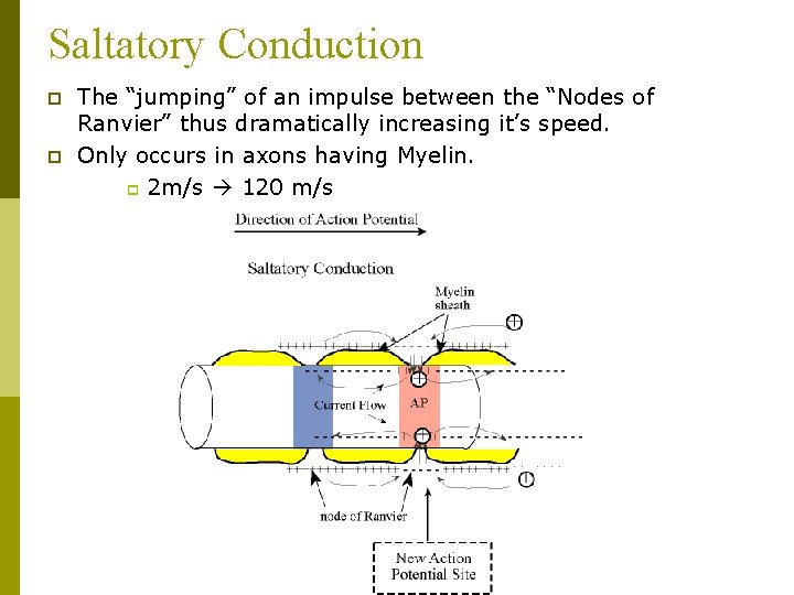 Saltatory Conduction p p The “jumping” of an impulse between the “Nodes of Ranvier”