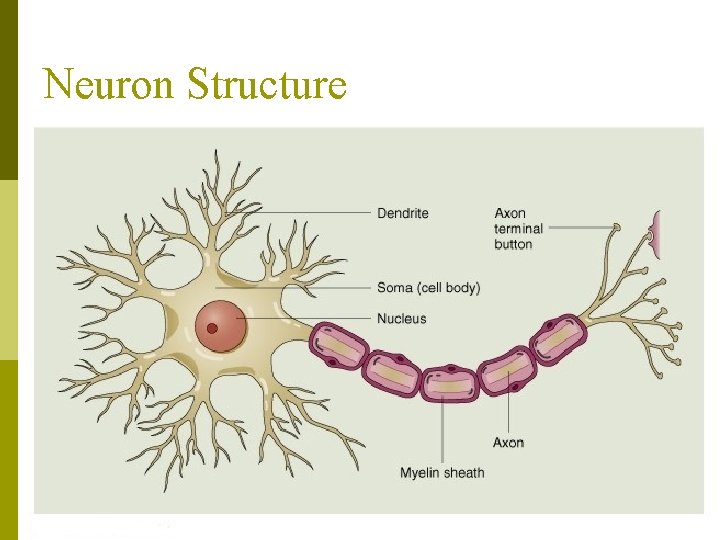 Neuron Structure 
