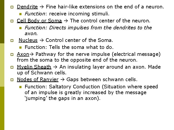 p p p Dendrite Fine hair-like extensions on the end of a neuron. n