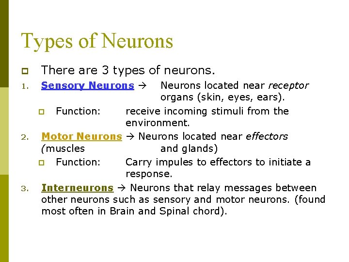 Types of Neurons p There are 3 types of neurons. 1. Sensory Neurons 2.