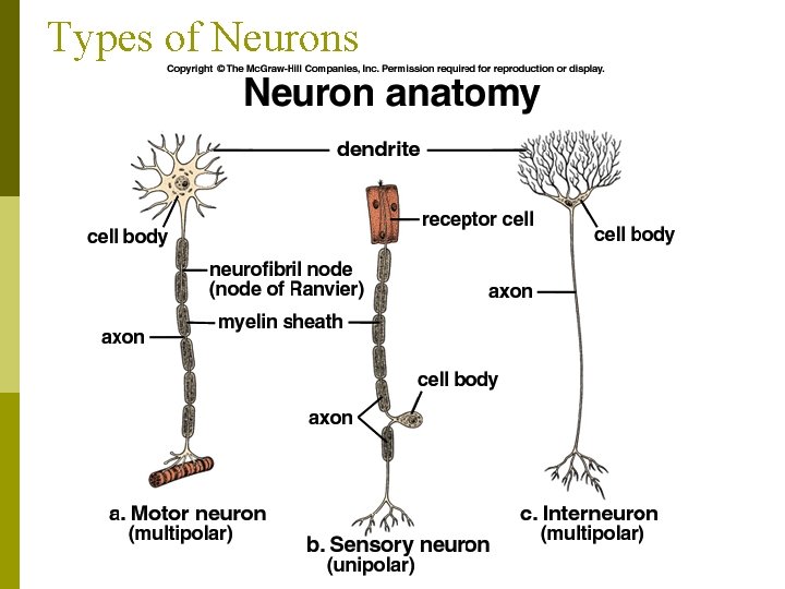 Types of Neurons 