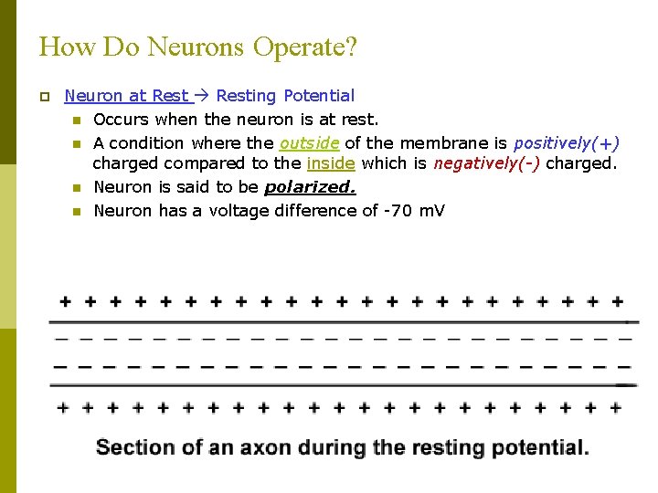 How Do Neurons Operate? p Neuron at Resting Potential n Occurs when the neuron