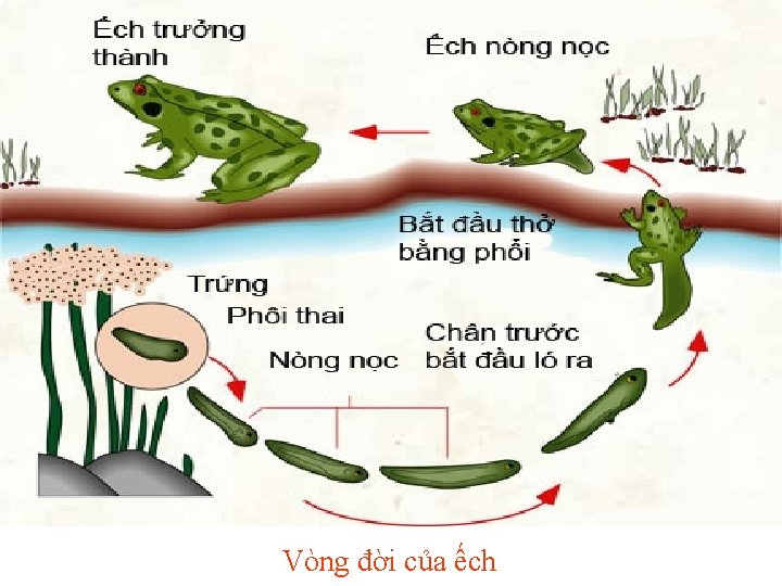 Vòng đời của e Vòng đời của ếch 
