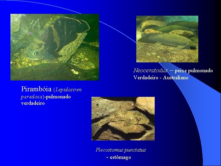 Neoceratodus – peixe pulmonado Verdadeiro - Australiano Pirambóia Lepidosiren paradoxa -pulmonado verdadeiro Plecostomus punctatus