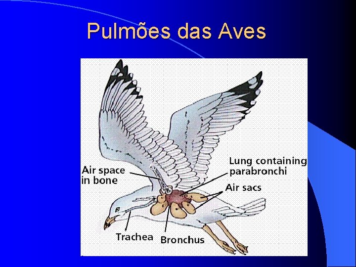 Pulmões das Aves 