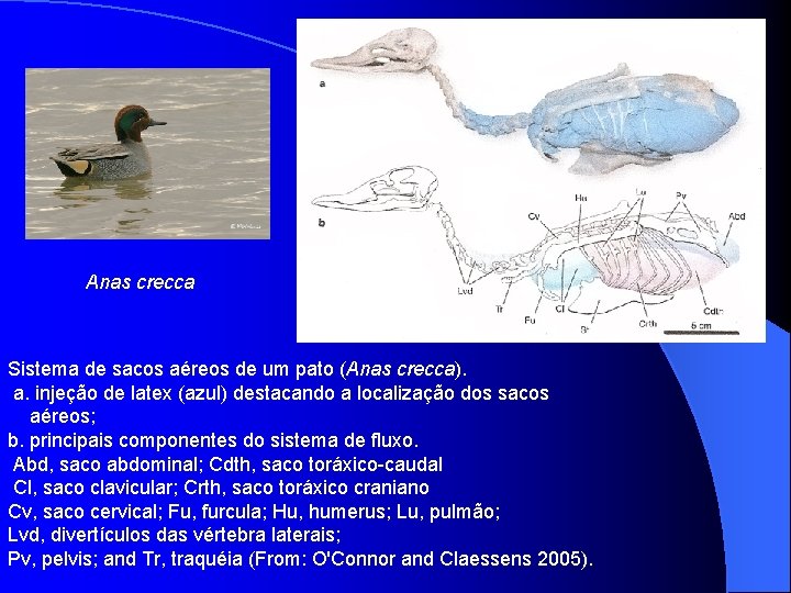 Anas crecca Sistema de sacos aéreos de um pato (Anas crecca). a. injeção de