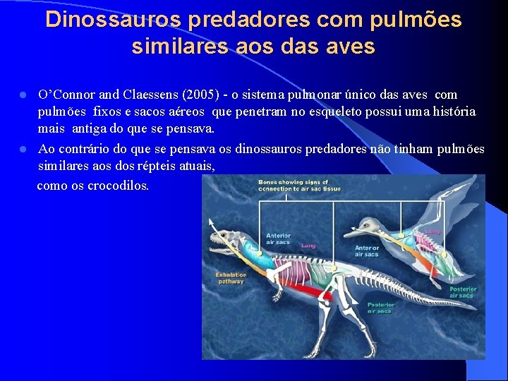 Dinossauros predadores com pulmões similares aos das aves O’Connor and Claessens (2005) - o