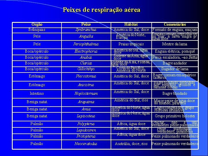 Peixes de respiração aérea Órgão Brânquias Peixe Synbranchus Hábitat América do Sul, doce América