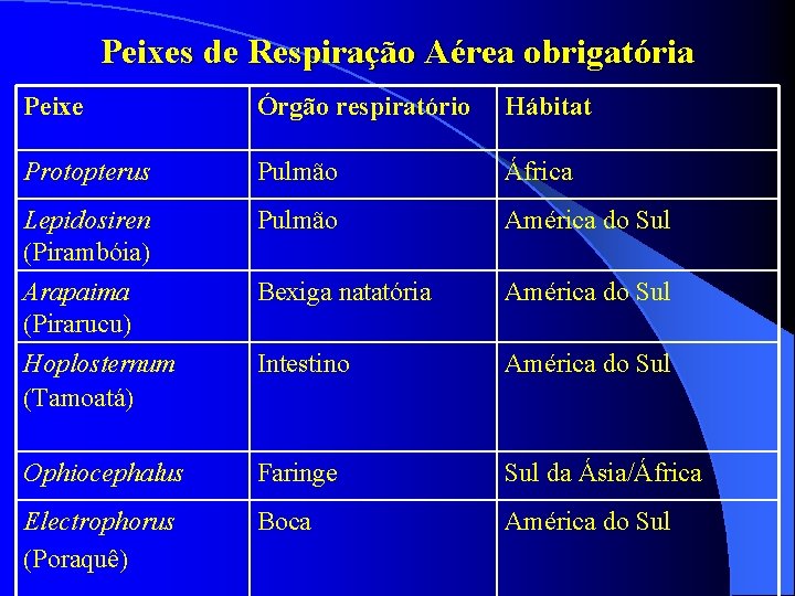 Peixes de Respiração Aérea obrigatória Peixe Órgão respiratório Hábitat Protopterus Pulmão África Lepidosiren Pirambóia