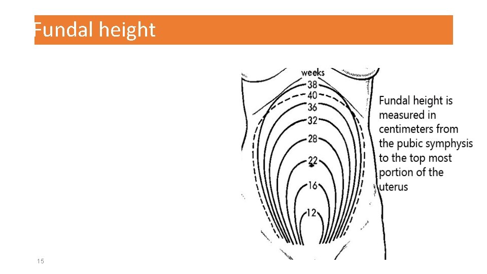 Fundal height 15 
