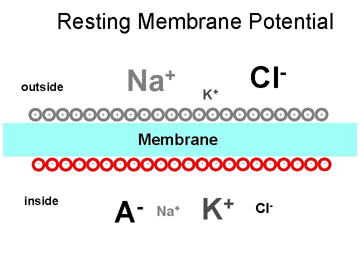 Resting Membrane Potential + + + K+ + + outside Cl + + Na