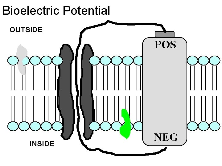 Bioelectric Potential OUTSIDE POS INSIDE NEG 