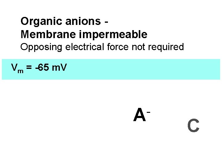 Organic anions Membrane impermeable Opposing electrical force not required Vm = -65 m. V