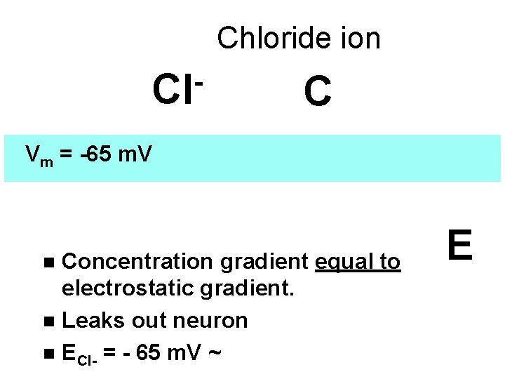 Chloride ion Cl C Vm = -65 m. V Concentration gradient equal to electrostatic