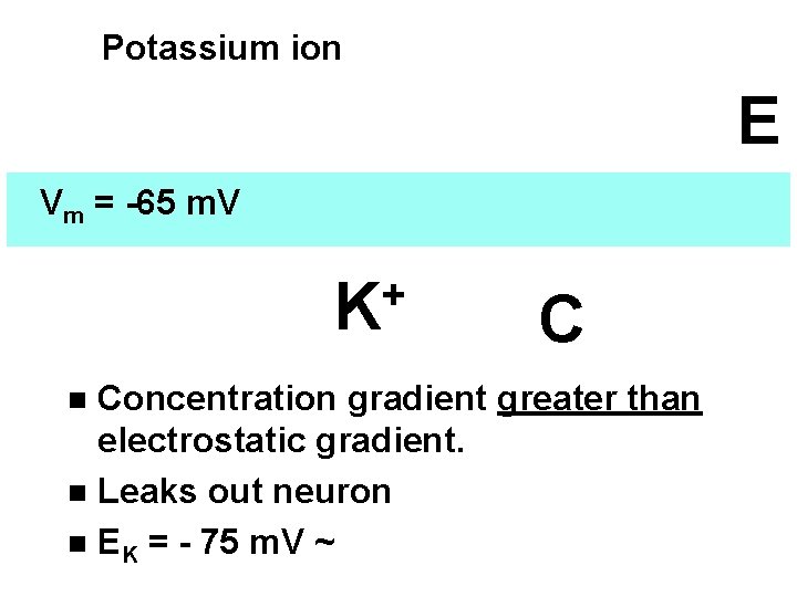 Potassium ion E Vm = -65 m. V + K C Concentration gradient greater