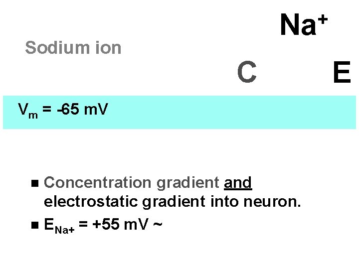 Sodium ion + Na C Vm = -65 m. V Concentration gradient and electrostatic