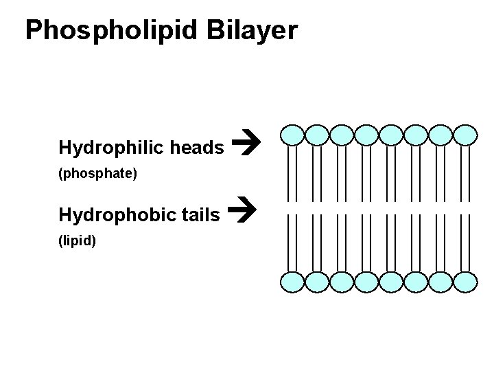 Phospholipid Bilayer Hydrophilic heads (phosphate) Hydrophobic tails (lipid) 