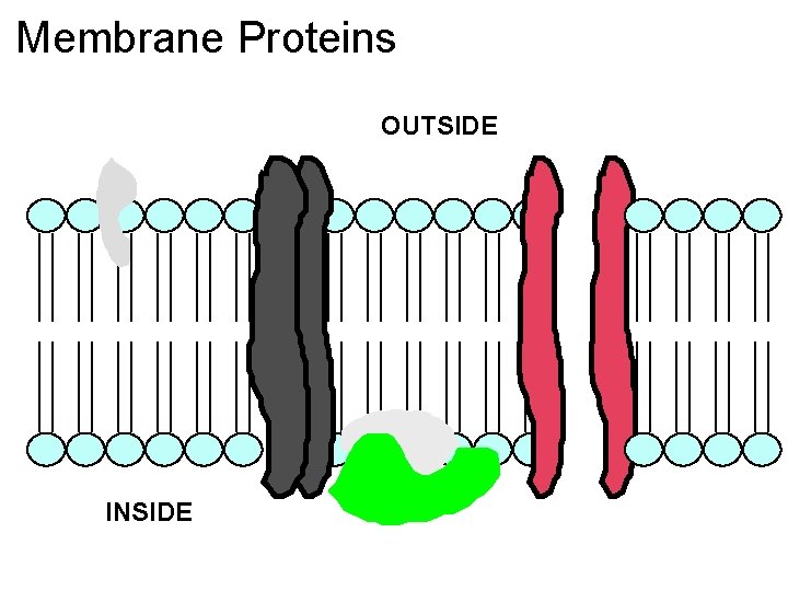 Membrane Proteins OUTSIDE INSIDE 