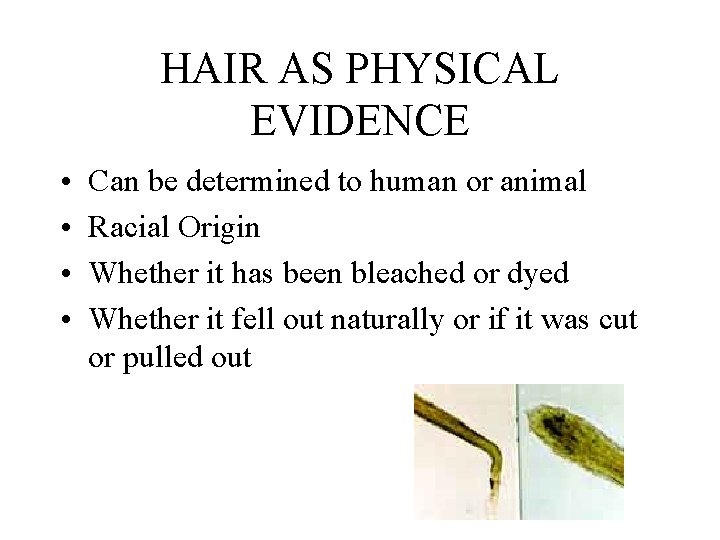 HAIR AS PHYSICAL EVIDENCE • • Can be determined to human or animal Racial
