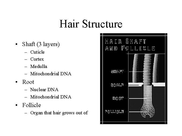 Hair Structure • Shaft (3 layers) – – Cuticle Cortex Medulla Mitochondrial DNA •