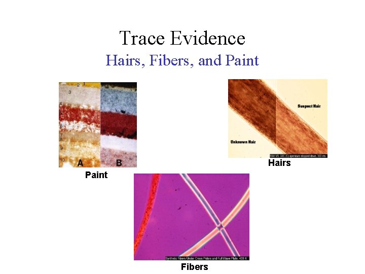Trace Evidence Hairs, Fibers, and Paint Hairs Paint Fibers 