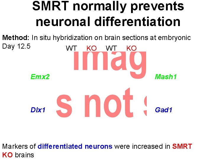 SMRT normally prevents neuronal differentiation Method: In situ hybridization on brain sections at embryonic
