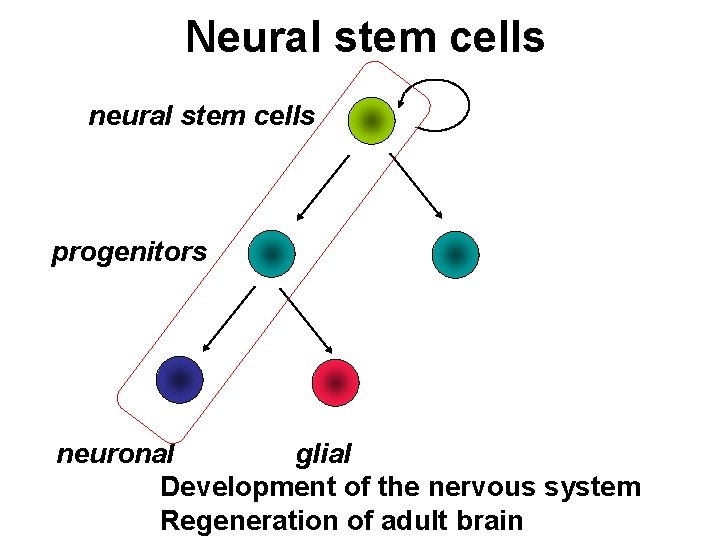 Neural stem cells neural stem cells progenitors neuronal glial Development of the nervous system