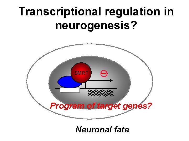Transcriptional regulation in neurogenesis? SMRT Program of target genes? Neuronal fate 