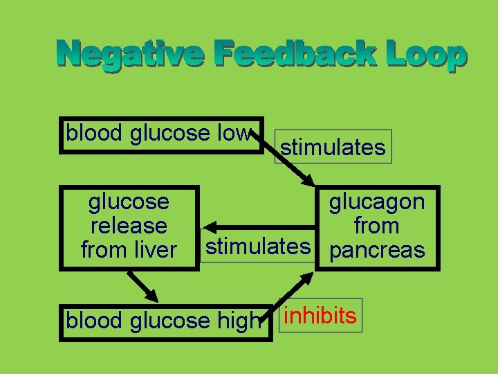 blood glucose low glucose release from liver stimulates glucagon from stimulates pancreas blood glucose