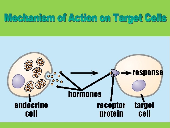 response endocrine cell hormones receptor protein target cell 