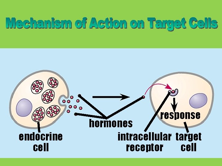 response endocrine cell hormones intracellular target receptor cell 