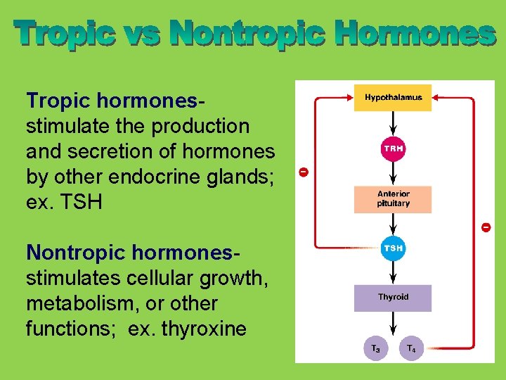 Tropic hormones- stimulate the production and secretion of hormones by other endocrine glands; ex.