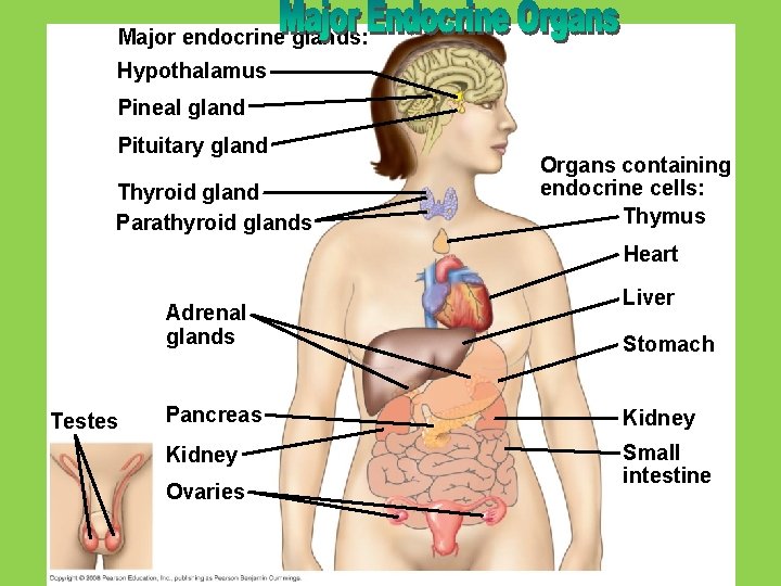 Major endocrine glands: Hypothalamus Pineal gland Pituitary gland Thyroid gland Parathyroid glands Organs containing
