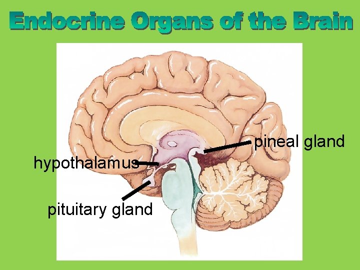 pineal gland hypothalamus pituitary gland 