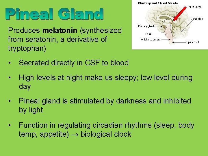 Produces melatonin (synthesized from seratonin, a derivative of tryptophan) • Secreted directly in CSF