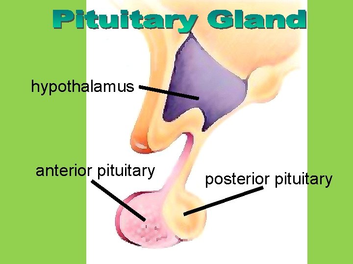 hypothalamus anterior pituitary posterior pituitary 