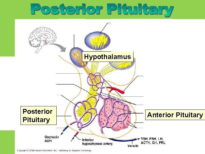 Hypothalamus Posterior Pituitary Anterior Pituitary 