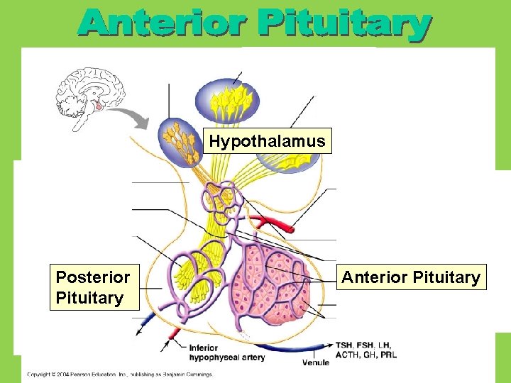 Hypothalamus Posterior Pituitary Anterior Pituitary 