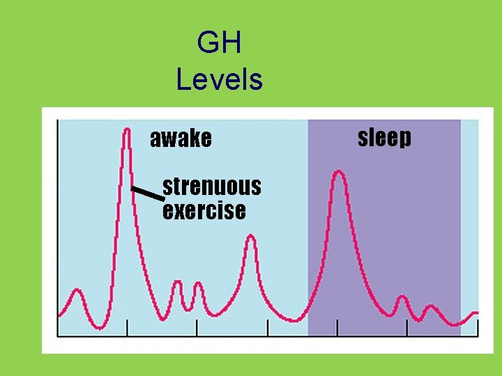 GH Levels awake strenuous exercise sleep 