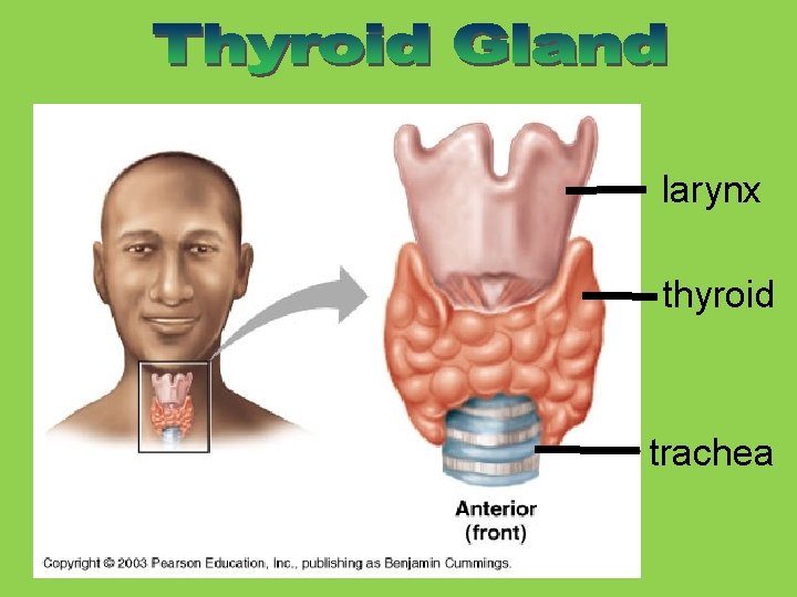 larynx thyroid trachea 