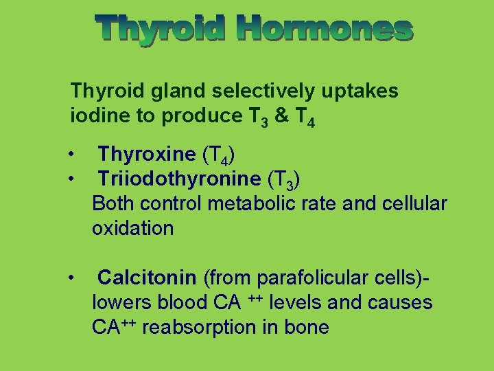 Thyroid gland selectively uptakes iodine to produce T 3 & T 4 • Thyroxine