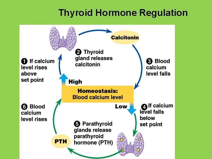 Thyroid Hormone Regulation 