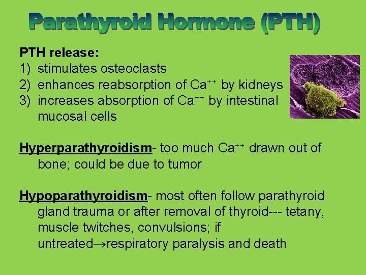 PTH release: 1) stimulates osteoclasts 2) enhances reabsorption of Ca++ by kidneys 3) increases