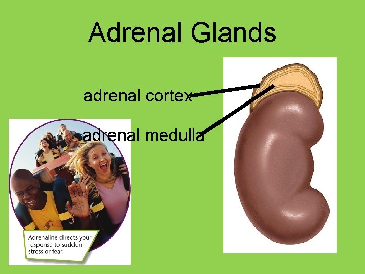 Adrenal Glands adrenal cortex adrenal medulla 